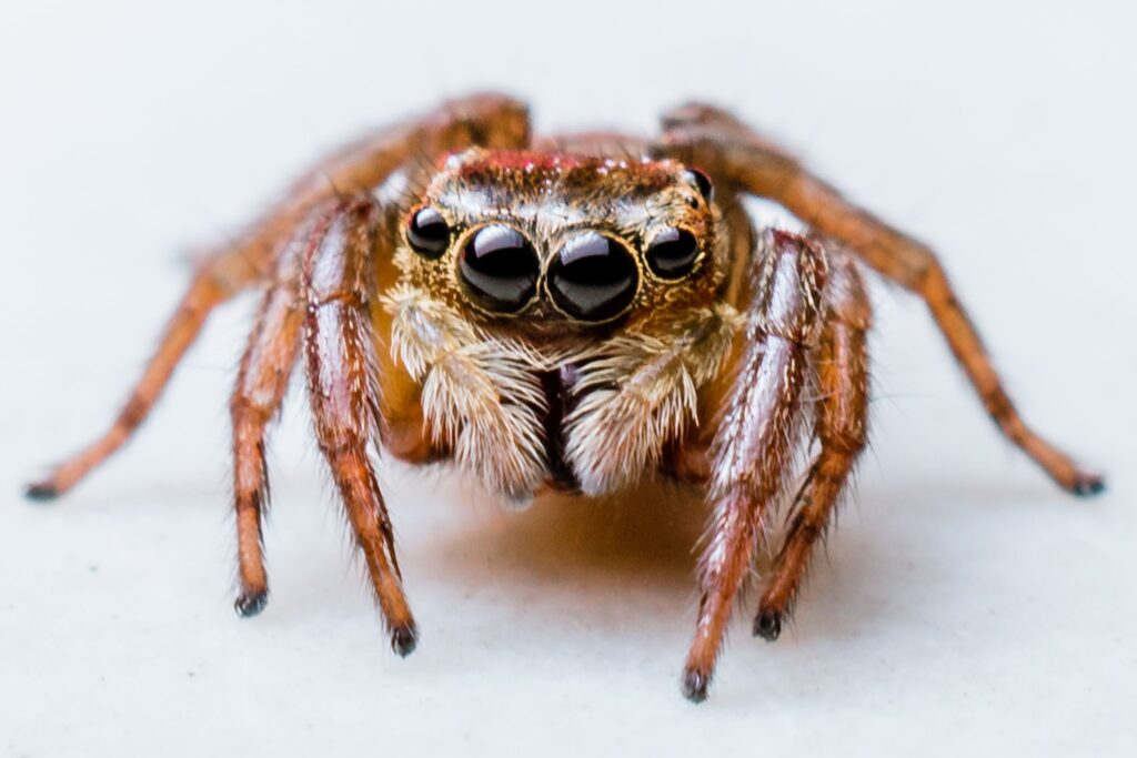 SPIDER