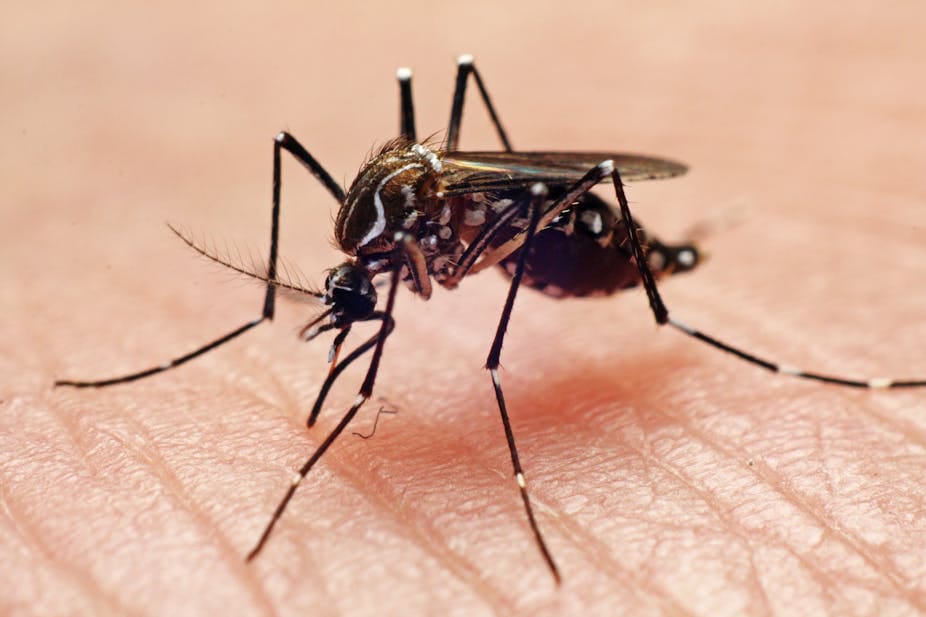 MOSQUITOS