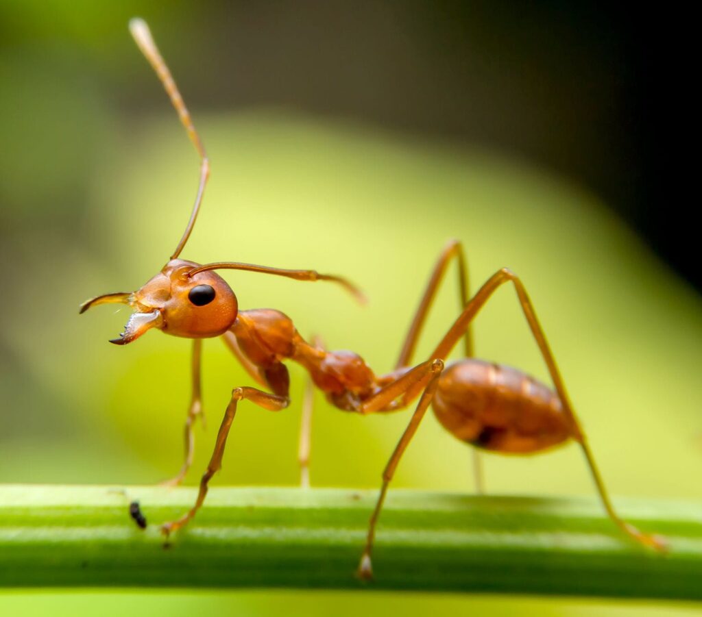 ants